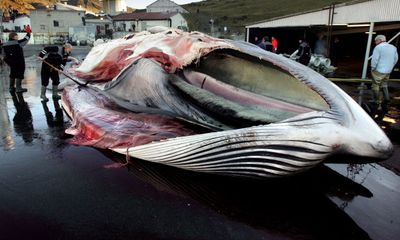 Mùa săn bắt cá voi đẫm máu tại Iceland