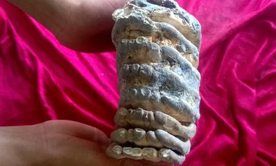 Phát hiện hàm răng hóa thạch nghi của voi ma mút ở Thanh Hóa