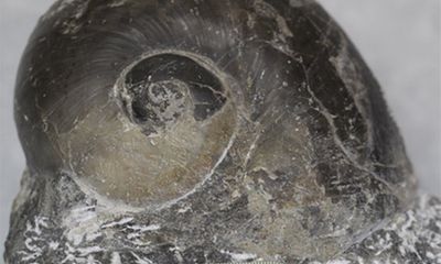 Phát hiện hóa thạch hơn 240 triệu năm ở Nghệ An