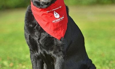 Những chú chó hiến máu cứu hàng trăm đồng loại