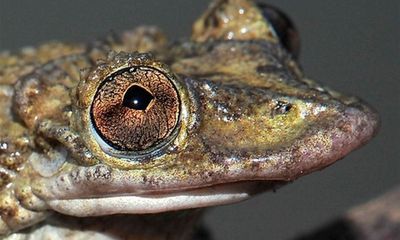 Hình ảnh - Cận cảnh 2 loài ếch mới có độc tố kinh khủng hơn cả rắn hổ mang