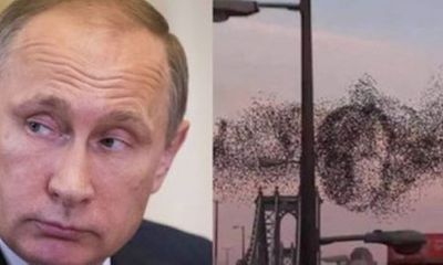 Kỳ lạ đàn chim ngẫu nhiên xếp hình Tổng thống Putin ở New York?