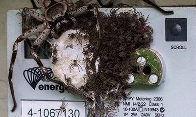 Kinh hãi cảnh nhện mẹ khổng lồ và hàng trăm con làm tổ trên thiết bị điện tử