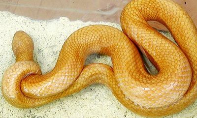 Xôn xao rắn vàng “kỳ lạ” ở Bạc Liêu