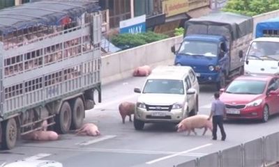 Hy hữu: Lợn văng khỏi xe tải làm náo loạn đường cao tốc