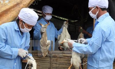 Cúm gia cầm H5N1 bùng phát tại Kom Tum