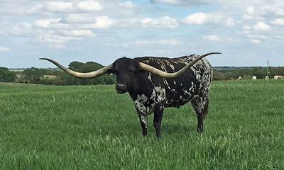 Chú bò lập kỷ lục Guinness khi sở hữu cặp sừng dài gần 3 m