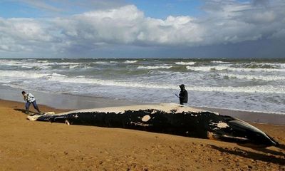 Tìm thấy xác cá voi dài 11m tại bãi biển Kent, nước Anh