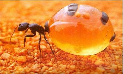 Cận cảnh loài kiến có bụng mật to như quả nho