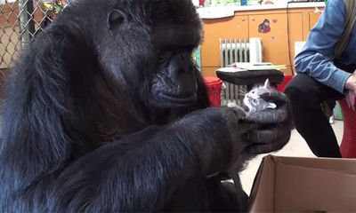 Thích thú với chú khỉ đột Koko 44 tuổi nhận nuôi mèo con