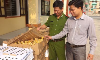 Hàng nghìn gà vịt không rõ nguồn gốc đi xe khách từ Hà Nội qua Vinh
