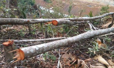 Hà Tĩnh: Khởi tố vụ án phá rừng ở huyện Vũ Quang