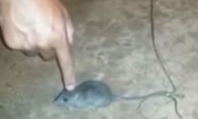 Brazil: Sử dụng chuột vận chuyển ma túy vào tù