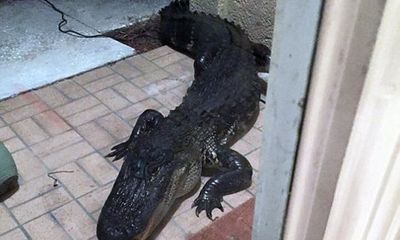 Tá hỏa khi thấy cá sấu đập cửa “đòi” vào nhà lúc nửa đêm