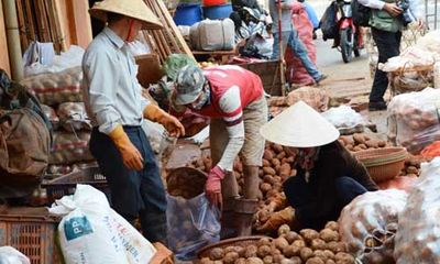 Khoai tây Trung Quốc lại được vào chợ nông sản Đà Lạt
