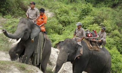 Indonesia huấn luyện voi thành 
