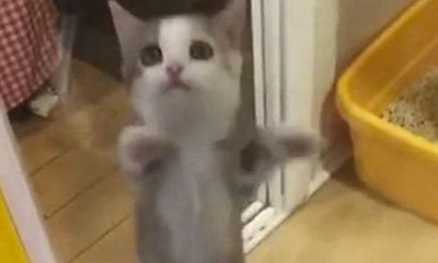 Thích thú clip mèo con vỗ tay cực dễ thương khi chủ về nhà
