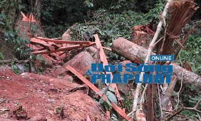 Bắt quả tang nhóm lâm tặc phá rừng đặc dụng Cha Lo