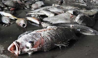 Cá chết hàng loạt: Bộ TN-MT yêu cầu các tỉnh báo cáo ngay khi có bất thường