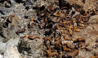Hàng trăm sư tử biển chết một cách bí ẩn trên bãi biển