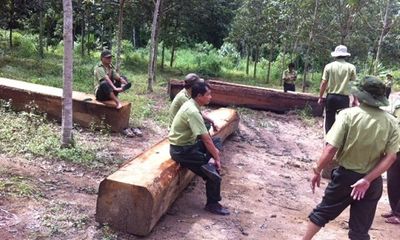 Bắt giữ hơn 100m3 gỗ tại vùng biên giới Tây Nguyên