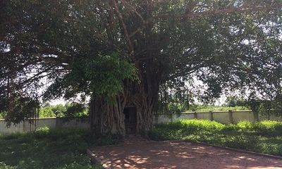 Độc đáo miếu thờ nằm gọn trong lòng cây đa ở Quảng Bình