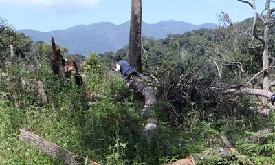 Lâm Đồng: Rừng Lán Tranh bị tàn phá nặng nề