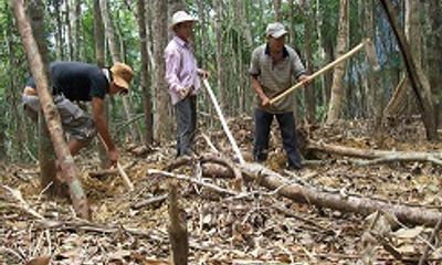 Phú Yên: Hàng nghìn người phá rừng tìm trầm bì