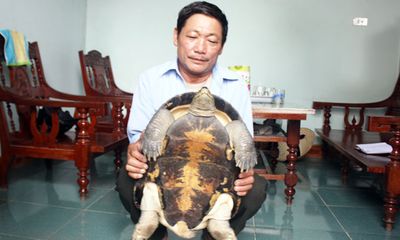 Cụ rùa xuất hiện ở Nghệ An