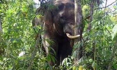 Xuất hiện 30 con voi rừng đang uy hiếp người dân
