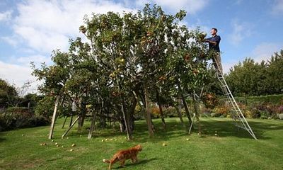 Kỳ lạ giống táo có 250 loài trên một cây