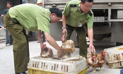 Chặn đứng vụ tiêu thụ 6 tạ gà thải loạị từ Trung Quốc