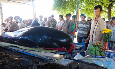 Phát hiện cá voi nặng 400kg trôi dạt vào bờ