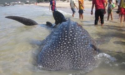 Cá voi nặng trên 350kg mắc lưới ngư dân Hà Tĩnh