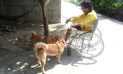 Cảm động 2 chú chó kéo xe chở chàng trai bị bại liệt