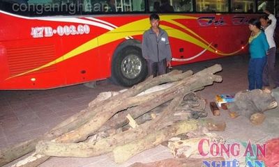 Hà Tĩnh: Bắt xe khách chở gỗ trắc quý hiếm