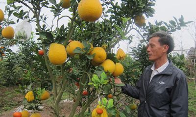 Clip: Xôn xao thông tin một cây có năm loại quả ở Hà Nội