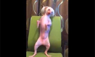 Chú chó nhảy nhót vui nhộn theo nhạc Gangnam Style