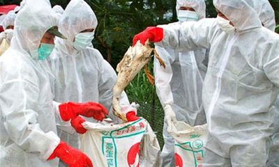 “Đại dịch” cúm gia cầm H1N1 ở Mexico?