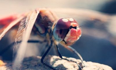 Khám phá 10 tập tính hết sức “người” của côn trùng