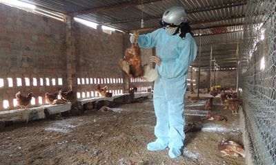 Kon Tum: 600 con gà mắc dịch cúm gia cầm H5N1