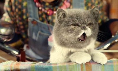 Video quảng cáo gây sốt với chú mèo đáng yêu biết hát