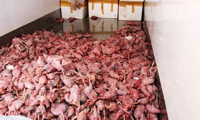 Phát hiện 3 tấn chim cút thối rữa trong xe tải đông lạnh