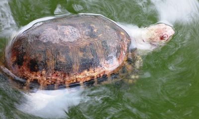 Phát hiện cá thể rùa chết nổi ở Hồ Gươm