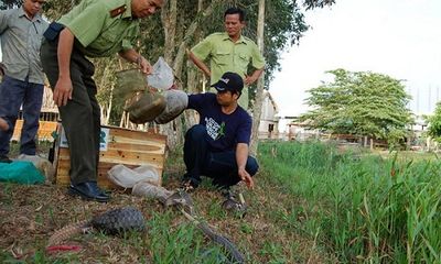Nhức nhối nạn săn bắt động vật hoang dã ở U Minh Thượng