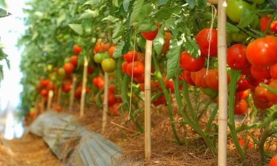 Cận cảnh vườn cà chua trái “khủng” ở Đà Lạt