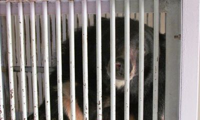 Giao nộp cá thể gấu nuôi nhốt cuối cùng của tỉnh Bình Thuận