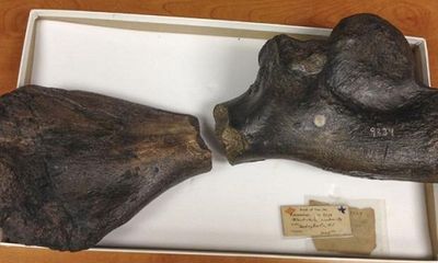 Hai hóa thạch xương rùa hợp nhất sau 160 năm