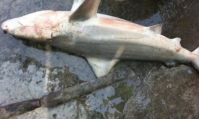 Cá mập con xuất hiện tại vùng biển Khánh Hòa