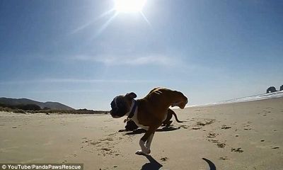 Clip chú chó hai chân chạy cực nhanh trên bãi biển